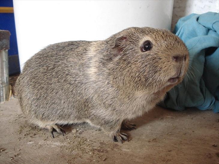 {{currentPhoto.altText}} billede {{currentPhoto.number}}