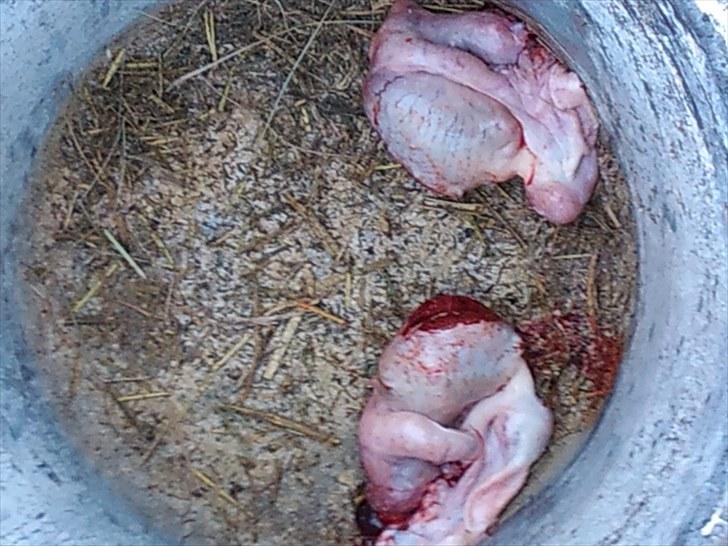 KASTERATION billede 8