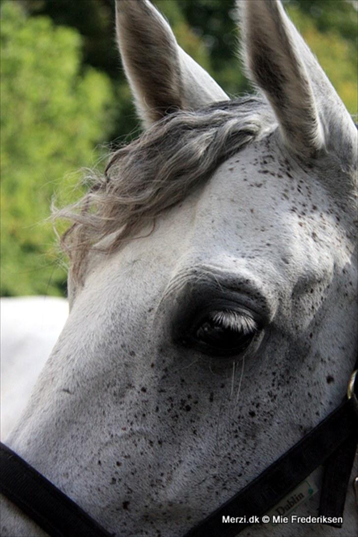 Alt muligt billede 5