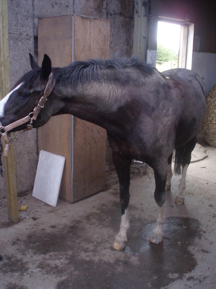 Alt muligt billede 9