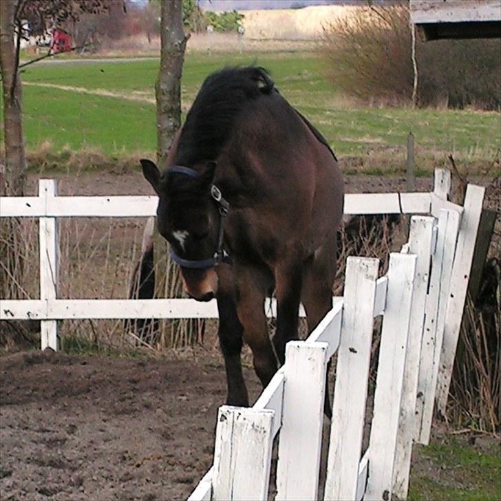 Alt muligt billede 12