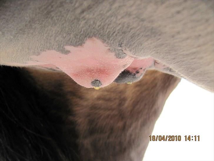 Etta med voks i patter billede 1