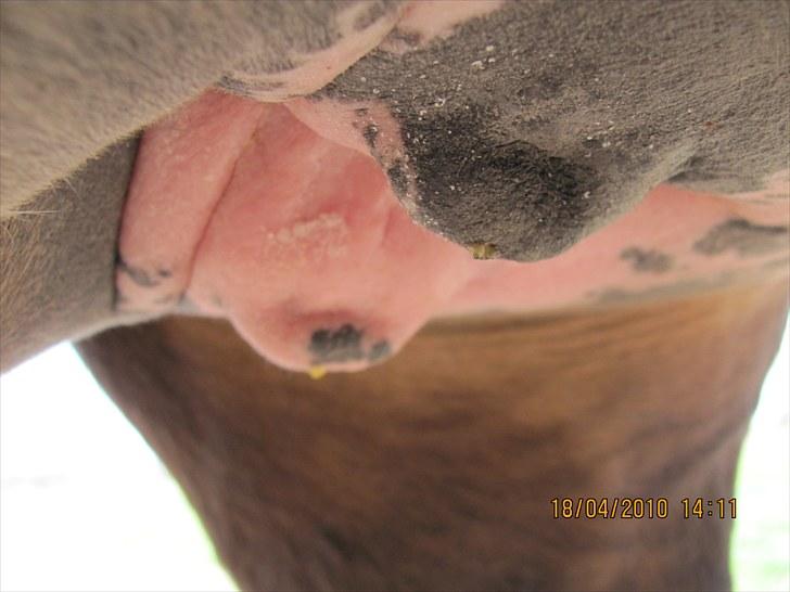 Etta med voks i patter billede 2