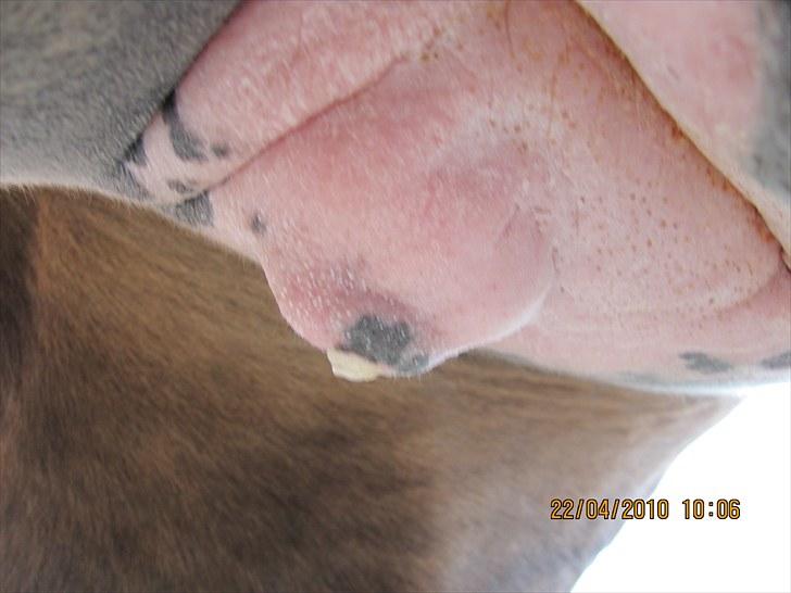 Etta med voks i patter billede 3