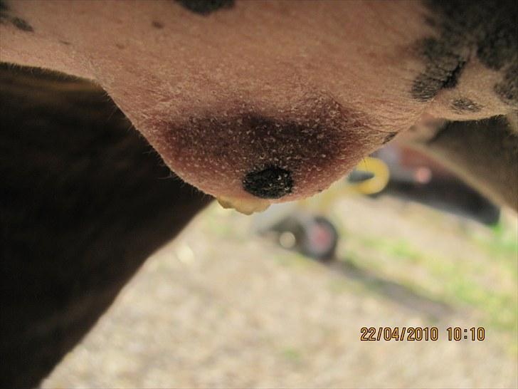 Etta med voks i patter billede 4