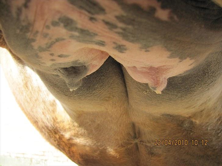 Etta med voks i patter billede 5