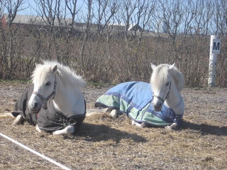 Lucky - Lucky og Silver nyder forårssolen  - April 2010 billede 5