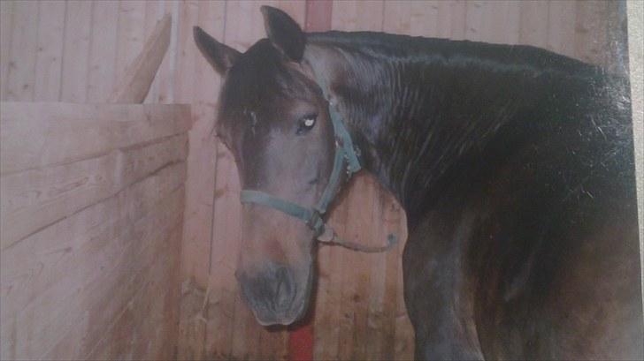 Forskellige heste/ponyer jeg har redet gennem tiden! - Amanda fra Enghøjs Pony Klub! 
R.I.P dødede af tarmslyng mener jeg. billede 1