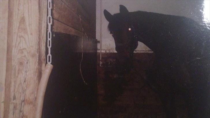 Forskellige heste/ponyer jeg har redet gennem tiden! - Gucci, HRK skolehest - solgt videre. billede 2