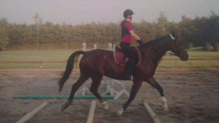 Forskellige heste/ponyer jeg har redet gennem tiden! - Joe, HRK skolehest.
- Solgt til privat! billede 5