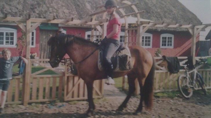 Forskellige heste/ponyer jeg har redet gennem tiden! - Elska - Rømø! billede 9