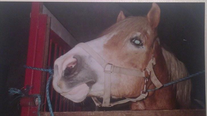 Forskellige heste/ponyer jeg har redet gennem tiden! - Bille - Rungsted rideskole.
- Privat pony! billede 11