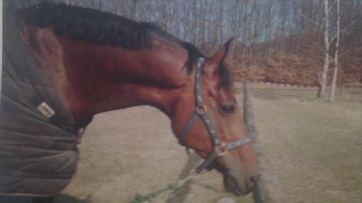 Forskellige heste/ponyer jeg har redet gennem tiden! - Fleur de rose - Gamle part på HRK! billede 13