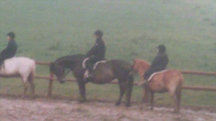 Forskellige heste/ponyer jeg har redet gennem tiden! - Amanda enghøjs ponyklub.
R.I.P billede 18