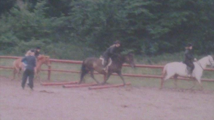 Forskellige heste/ponyer jeg har redet gennem tiden! - Amanda enghøjs ponyklub.
R.I.P billede 19