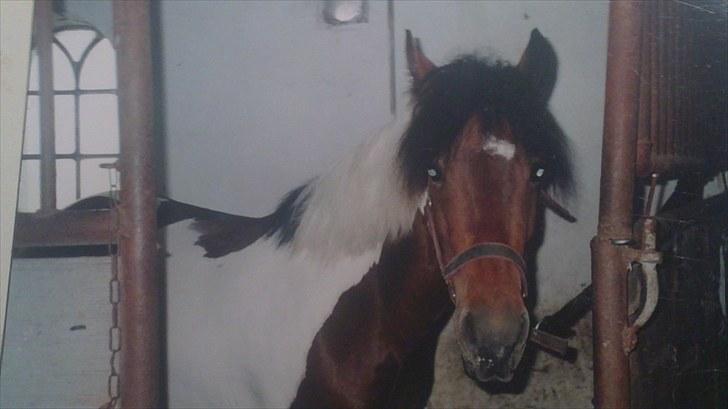 Forskellige heste/ponyer jeg har redet gennem tiden! - Tamara, digelsgård ridelejer! billede 20