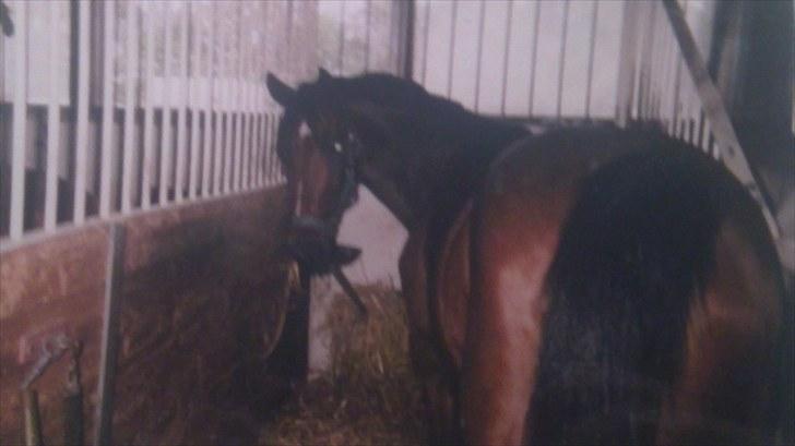 Forskellige heste/ponyer jeg har redet gennem tiden! - Tøsen..
- HRK skolepony! billede 21