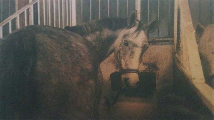 Forskellige heste/ponyer jeg har redet gennem tiden! - Chana
- HRK skolepony! billede 22