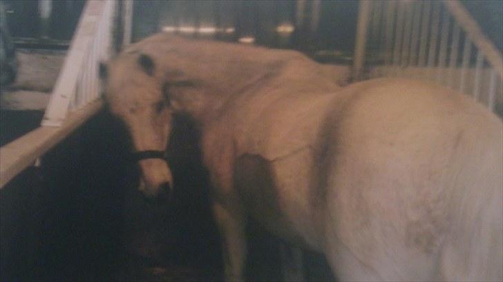 Forskellige heste/ponyer jeg har redet gennem tiden! - Ferdinan
- HRK skolepony, R.I.P! billede 23