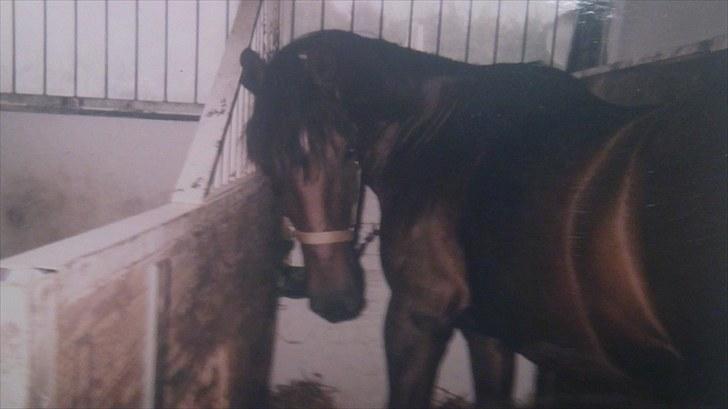 Forskellige heste/ponyer jeg har redet gennem tiden! - Star Runner
- HRK skolepony! billede 24