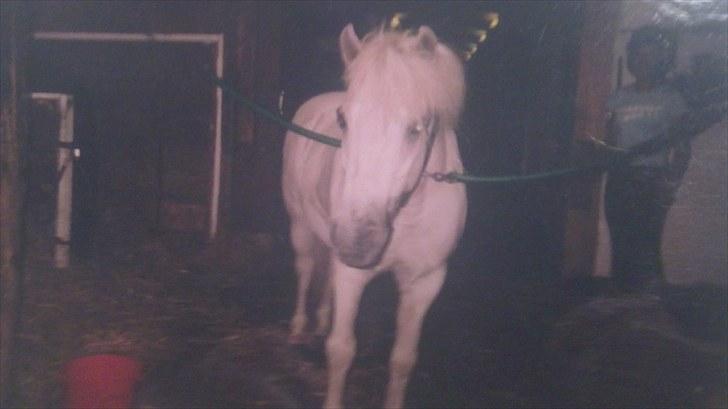 Forskellige heste/ponyer jeg har redet gennem tiden! - Filur
- HRK skolepony! billede 25