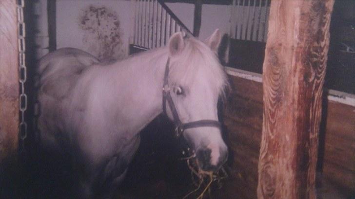 Forskellige heste/ponyer jeg har redet gennem tiden! - Kathryn
- HRK skolepony! billede 26