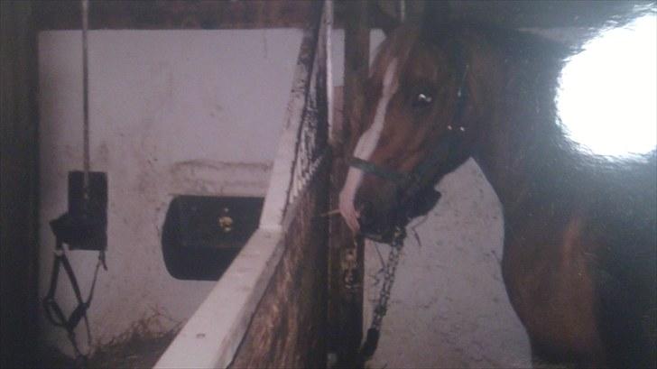 Forskellige heste/ponyer jeg har redet gennem tiden! - Sun Dancer
- HRK skolepony! billede 27