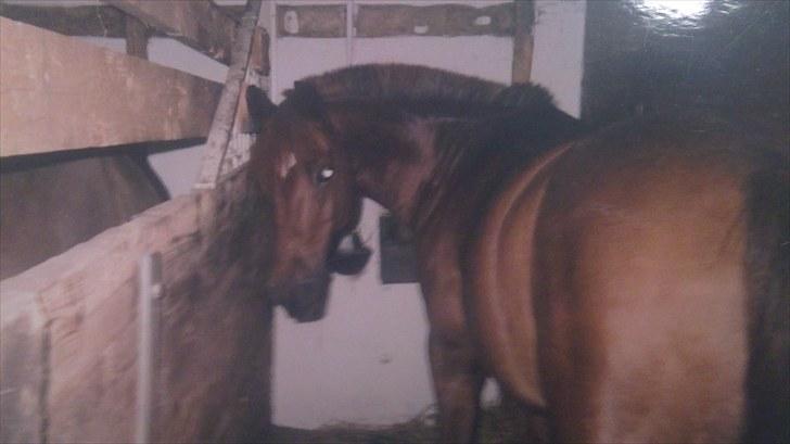 Forskellige heste/ponyer jeg har redet gennem tiden! - Chap
- HRK skolepony! billede 28