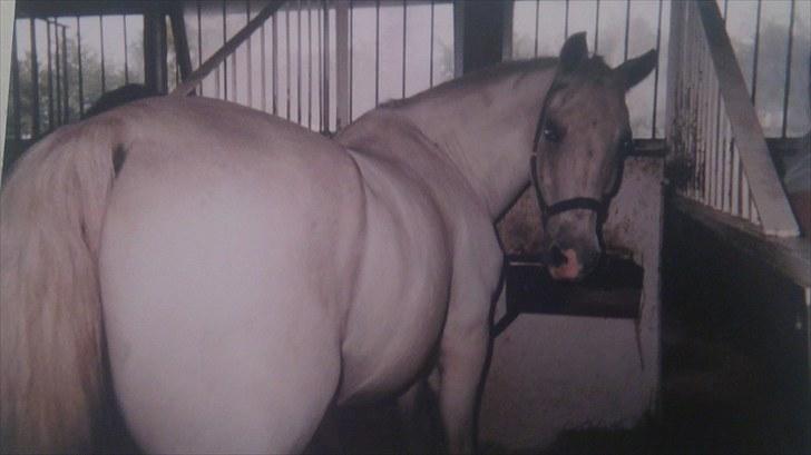 Forskellige heste/ponyer jeg har redet gennem tiden! - Fakir
- HRK skolepony! billede 29