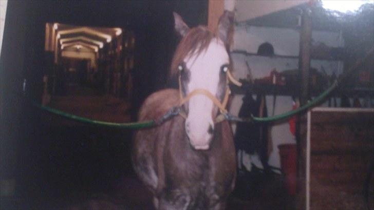 Forskellige heste/ponyer jeg har redet gennem tiden! - Cherie
- HRK skolepony! billede 31