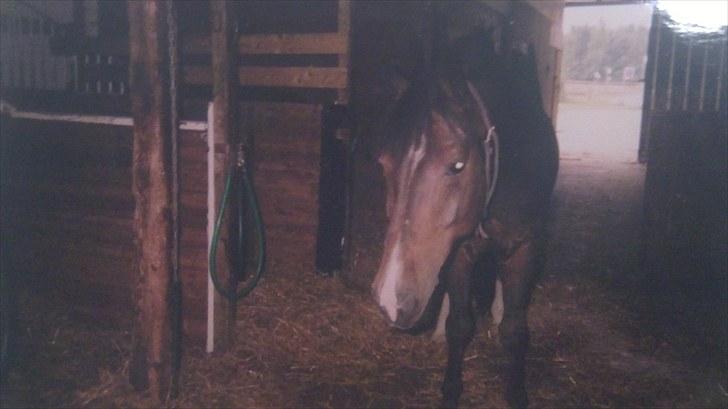 Forskellige heste/ponyer jeg har redet gennem tiden! - Isak
- HRK skolepony! billede 32