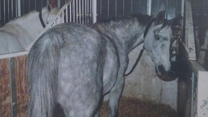 Forskellige heste/ponyer jeg har redet gennem tiden! - Chana
- HRK skolepony! billede 34