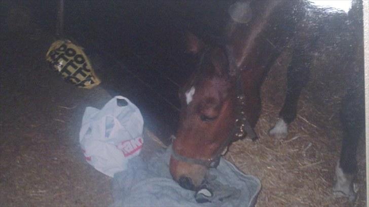 Forskellige heste/ponyer jeg har redet gennem tiden! - Pelur
- Frederiksdals skole hest! billede 35