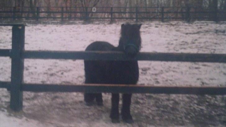 Forskellige heste/ponyer jeg har redet gennem tiden! - Prop
- Frederiksdals skolepony! billede 36
