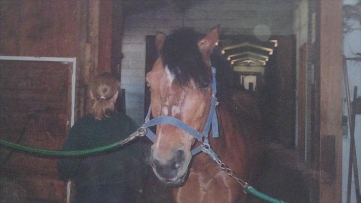 Forskellige heste/ponyer jeg har redet gennem tiden! - Snubby
- HRK skolepony! billede 37