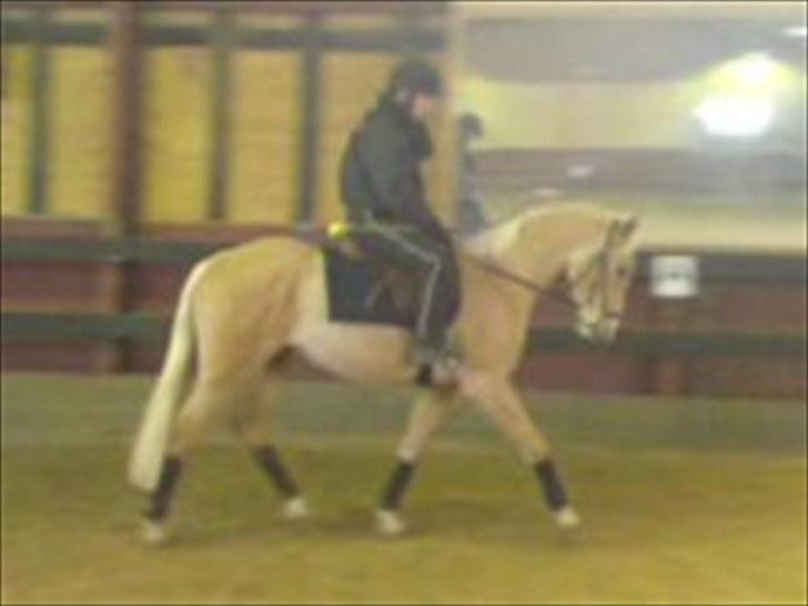 Forskellige heste/ponyer jeg har redet gennem tiden! - Dengsen
- Min venides hest! billede 39