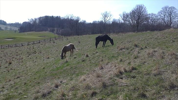Forskellige heste/ponyer jeg har redet gennem tiden! - Loch og Dengsen
- Min venindes heste! billede 40
