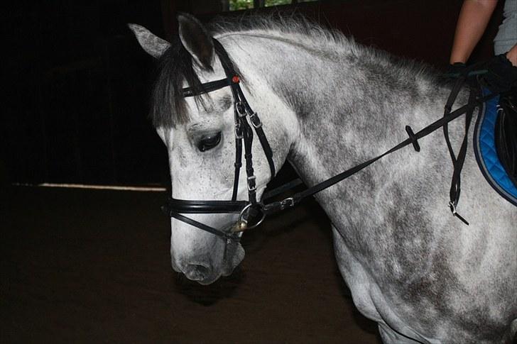 Forskellige heste/ponyer jeg har redet gennem tiden! - Zorro
- Min gamle part! billede 41