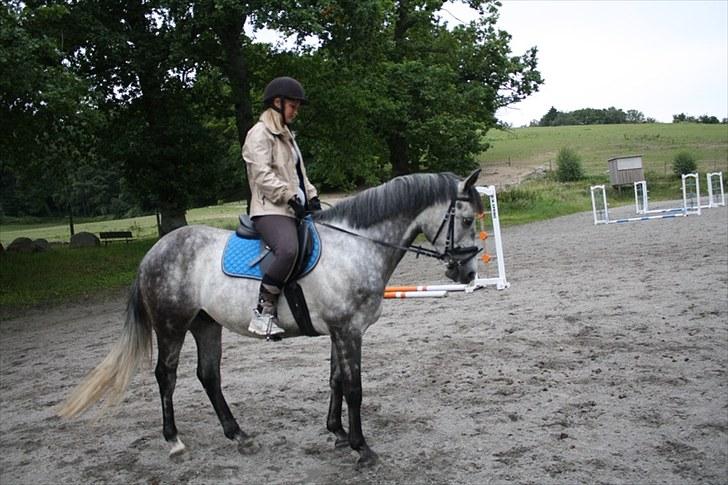 Forskellige heste/ponyer jeg har redet gennem tiden! - Zorro
- Min gamle part! billede 42