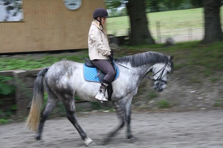 Forskellige heste/ponyer jeg har redet gennem tiden! - Zorro
- Min gamle part! billede 43