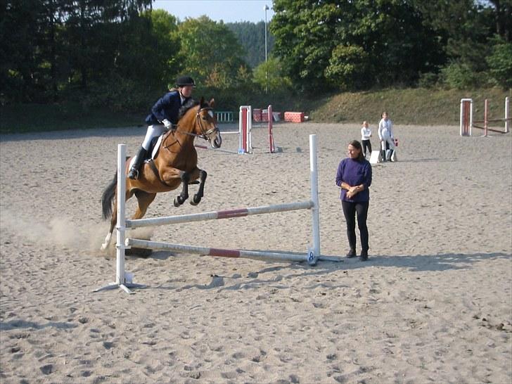 Forskellige heste/ponyer jeg har redet gennem tiden! - Leika
- HRK rideskole hest! billede 44