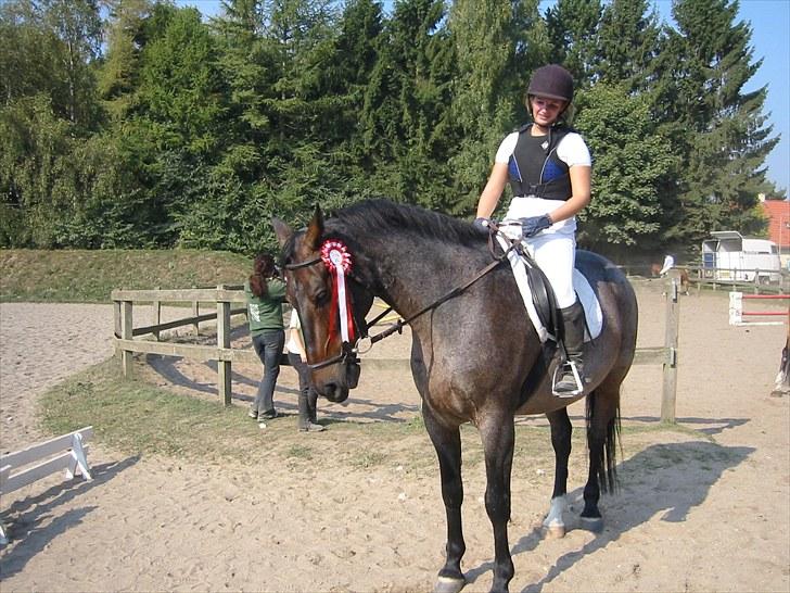 Forskellige heste/ponyer jeg har redet gennem tiden! - Fokker
- HRK rideskole hest! billede 45