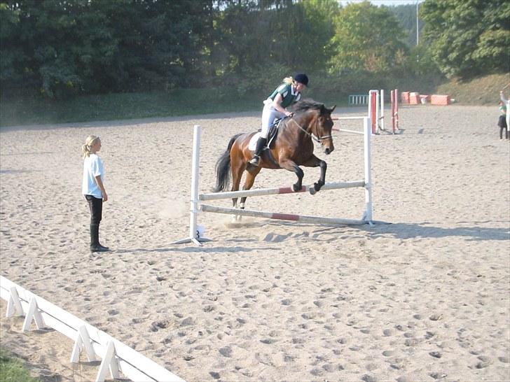 Forskellige heste/ponyer jeg har redet gennem tiden! - Ivan hoe
- HRK rideskole hest! billede 46