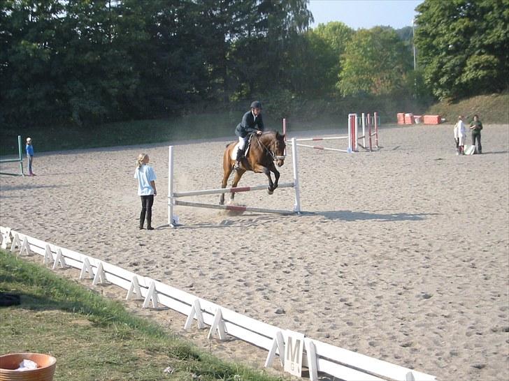 Forskellige heste/ponyer jeg har redet gennem tiden! - Amarni
- HRK rideskole hest! billede 47