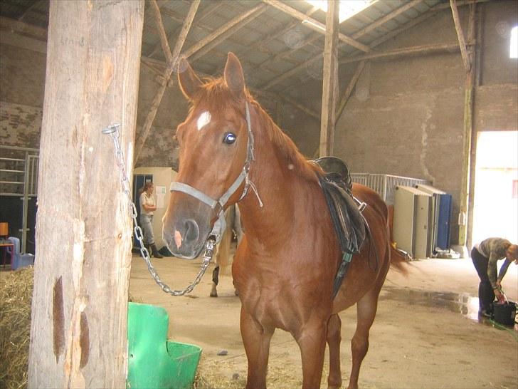 Forskellige heste/ponyer jeg har redet gennem tiden! - Janus
- Rudkøbing efterskole! billede 50