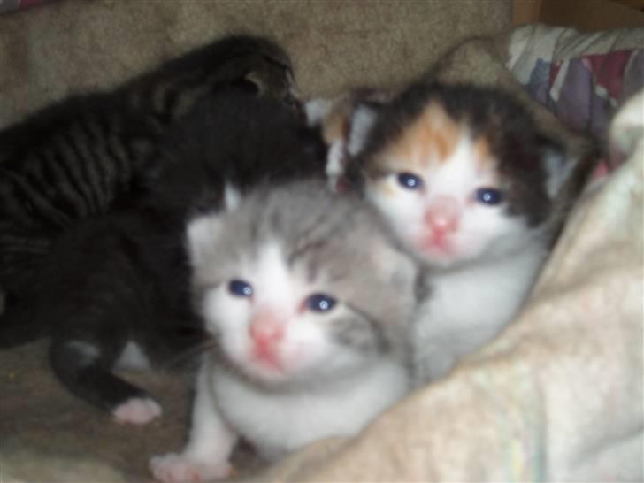 Missekatte billede 1