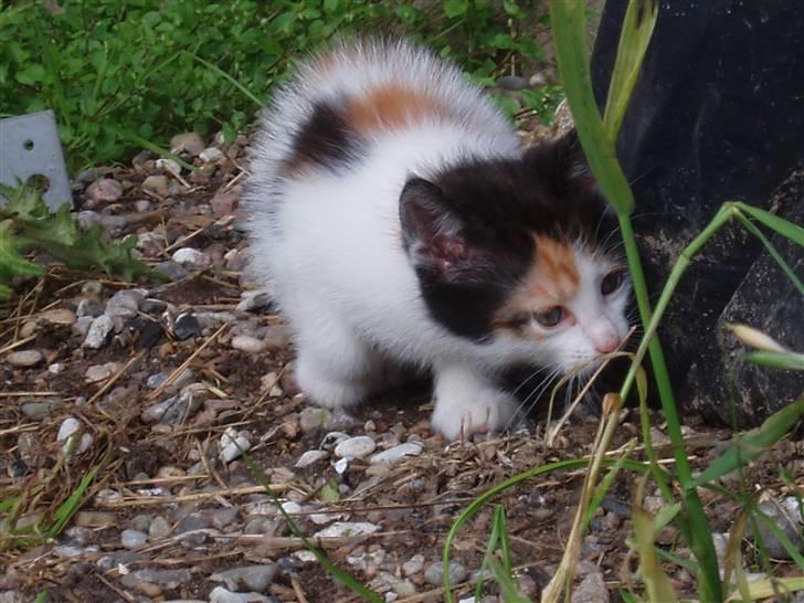 Missekatte billede 2