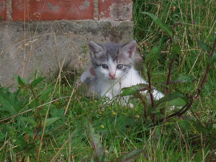 Missekatte - Lille Clara billede 3