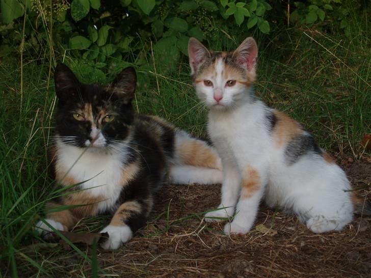 Missekatte - Lillemis og Missemor Ditte. billede 4