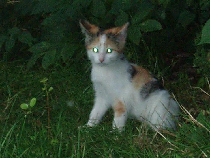 Missekatte billede 5